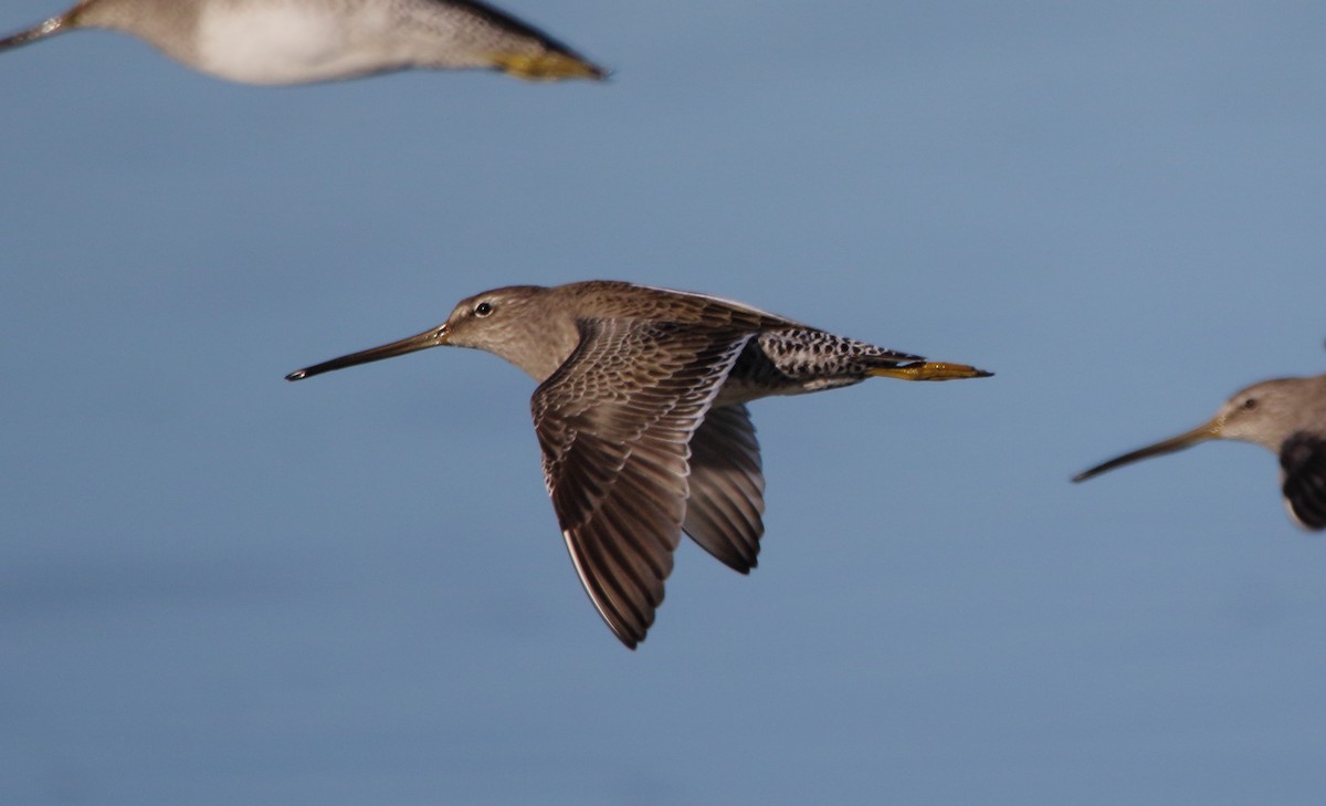 Long-billed Dowitcher - José Hugo Martínez Guerrero