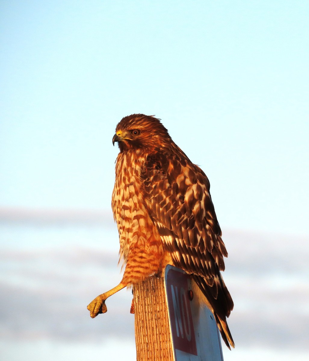 Red-shouldered Hawk - ML611673146