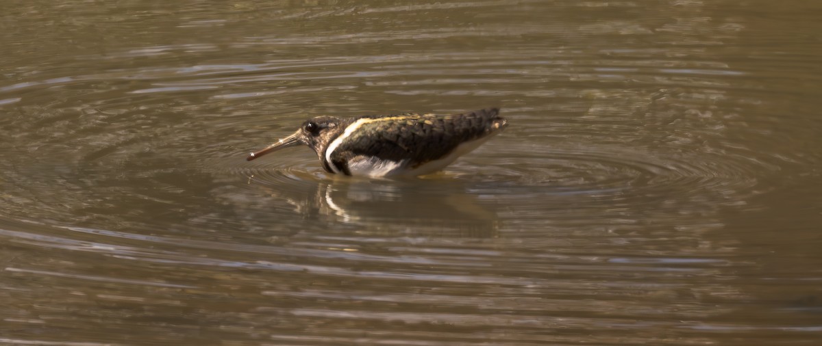 Australian Painted-Snipe - ML611673157