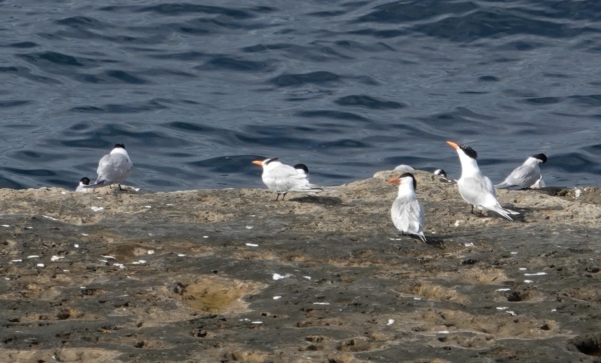 Royal Tern - ML611673173