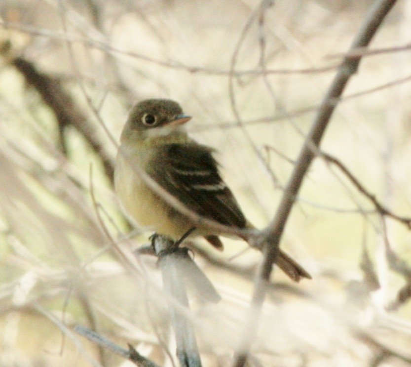 Western Flycatcher (Pacific-slope) - ML611673199