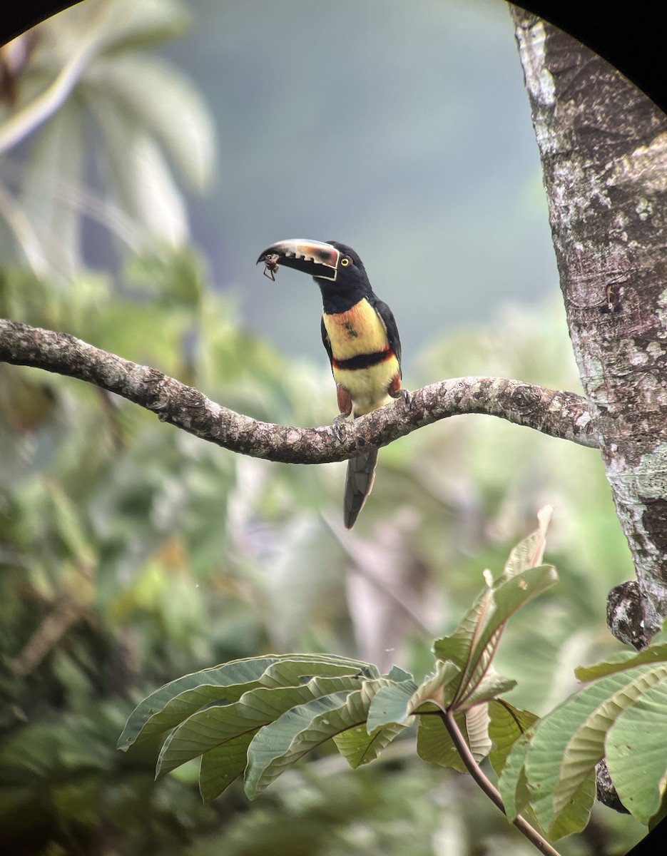 Collared Aracari - ML611673219