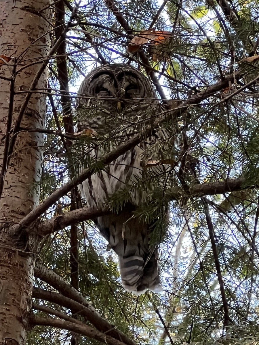 Barred Owl - ML611673281