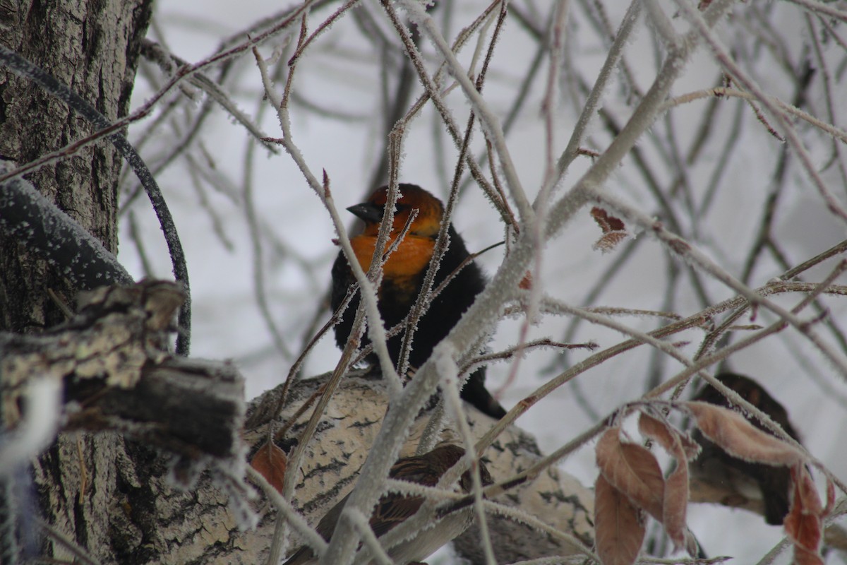 Yellow-headed Blackbird - ML611673304