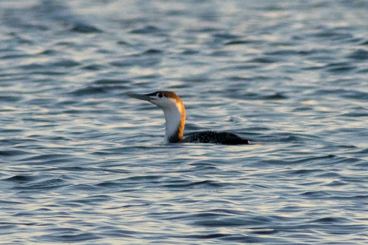 Red-throated Loon - ML611673326