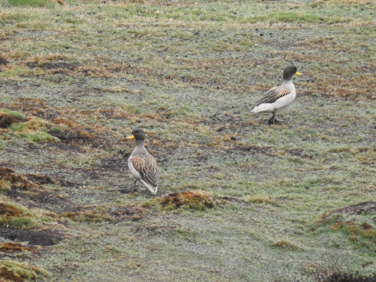 Yellow-billed Teal - ML611673330