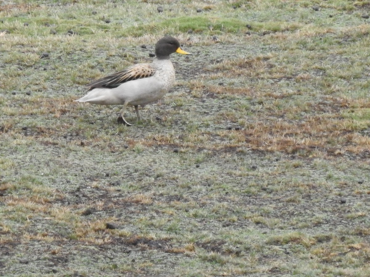 Yellow-billed Teal - ML611673333