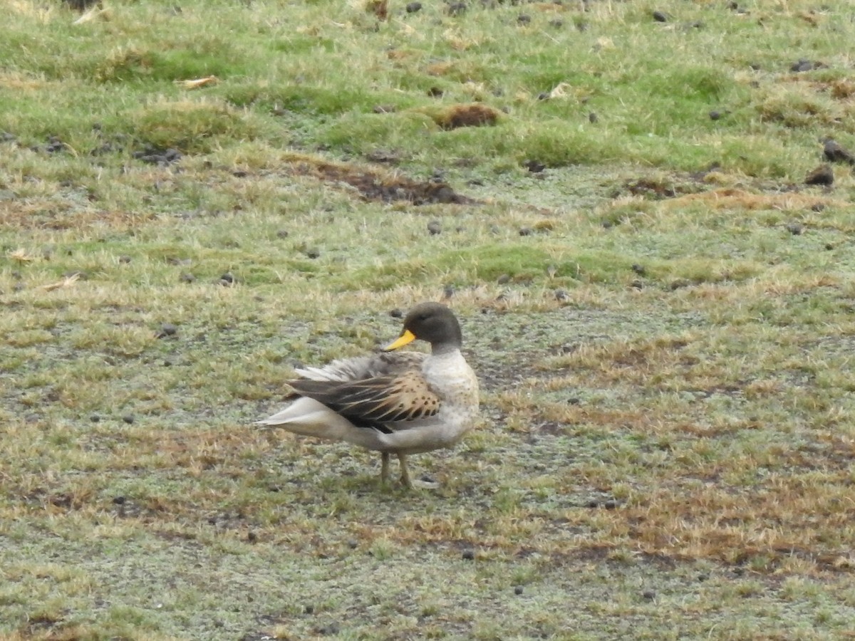 Yellow-billed Teal - ML611673334