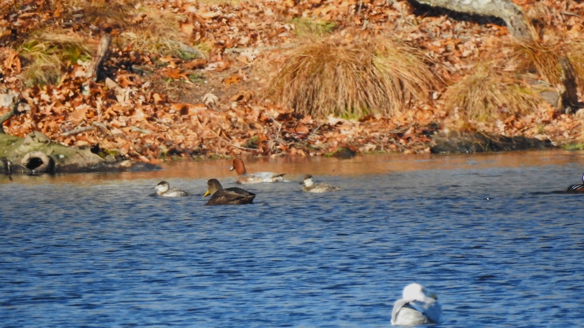 Ruddy Duck - ML611673352