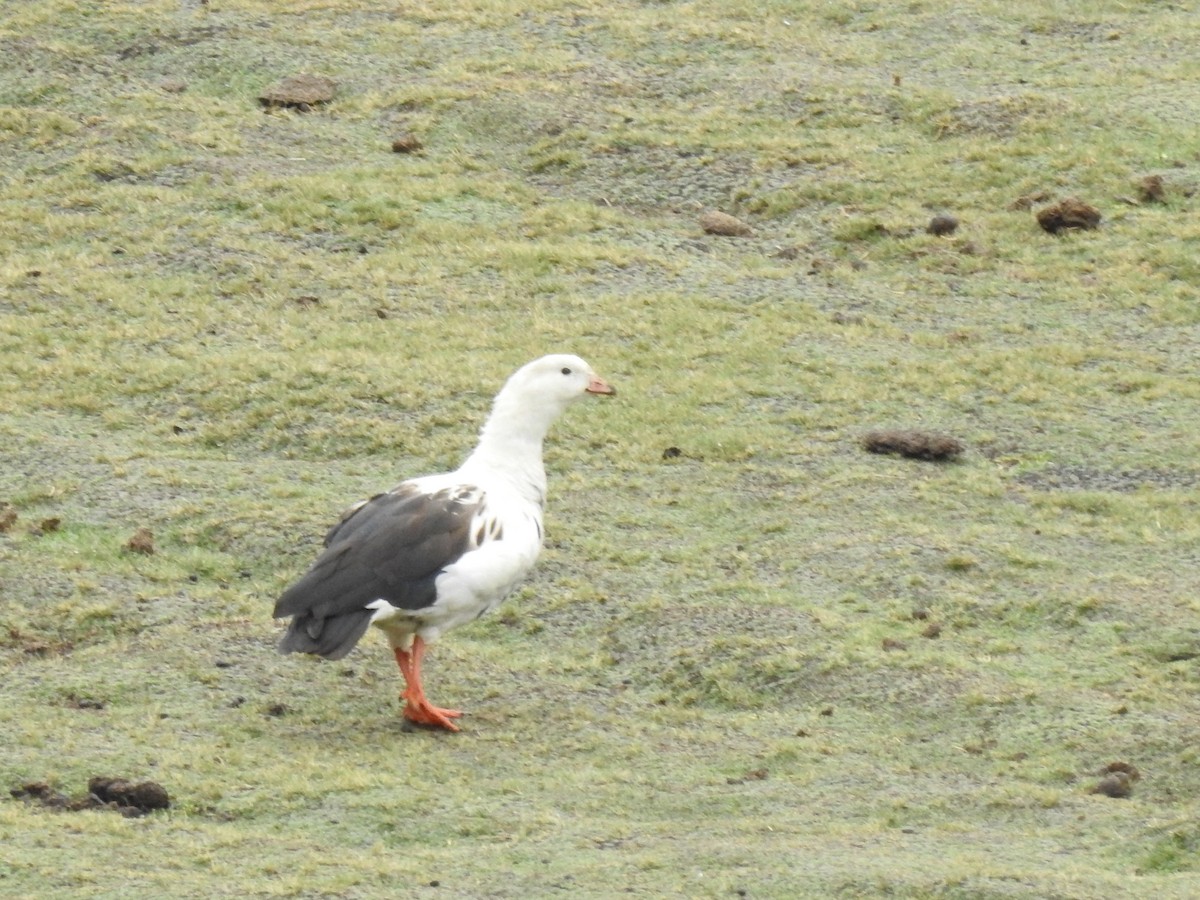 Andean Goose - ML611673441