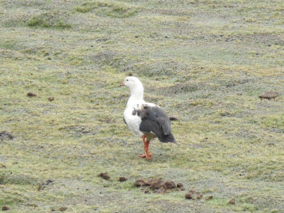 Andean Goose - ML611673442