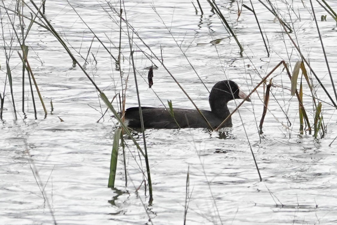 American Coot - ML611673597