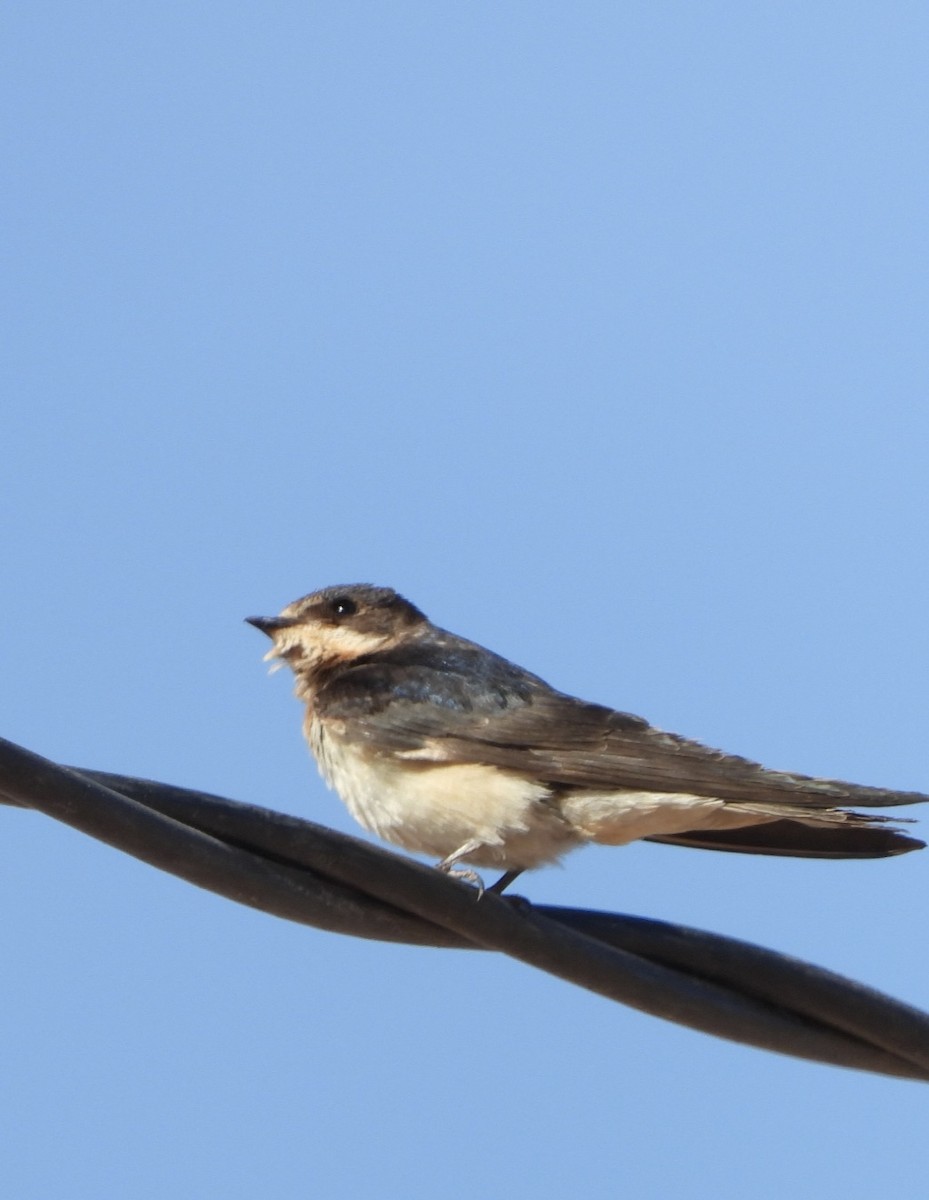 Barn Swallow - Gilda Valderrama
