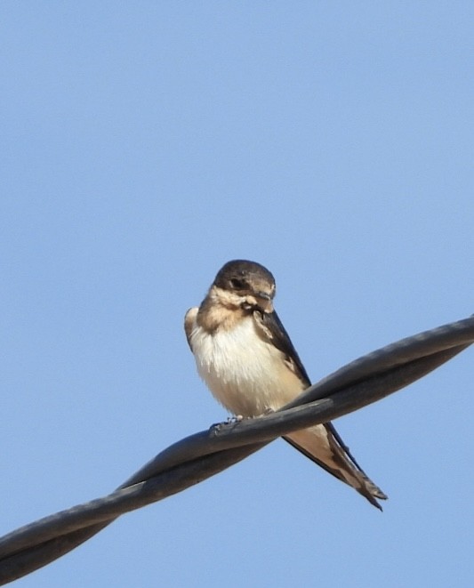 Barn Swallow - ML611673625