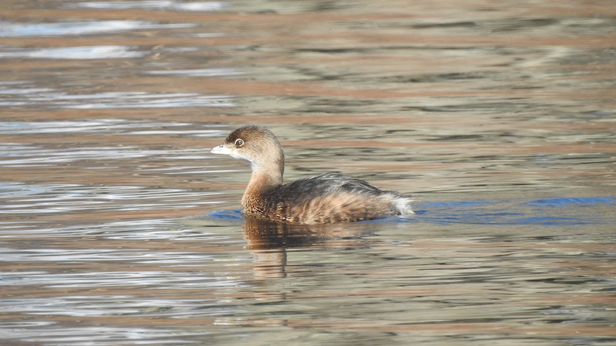 Pied-billed Grebe - ML611673646