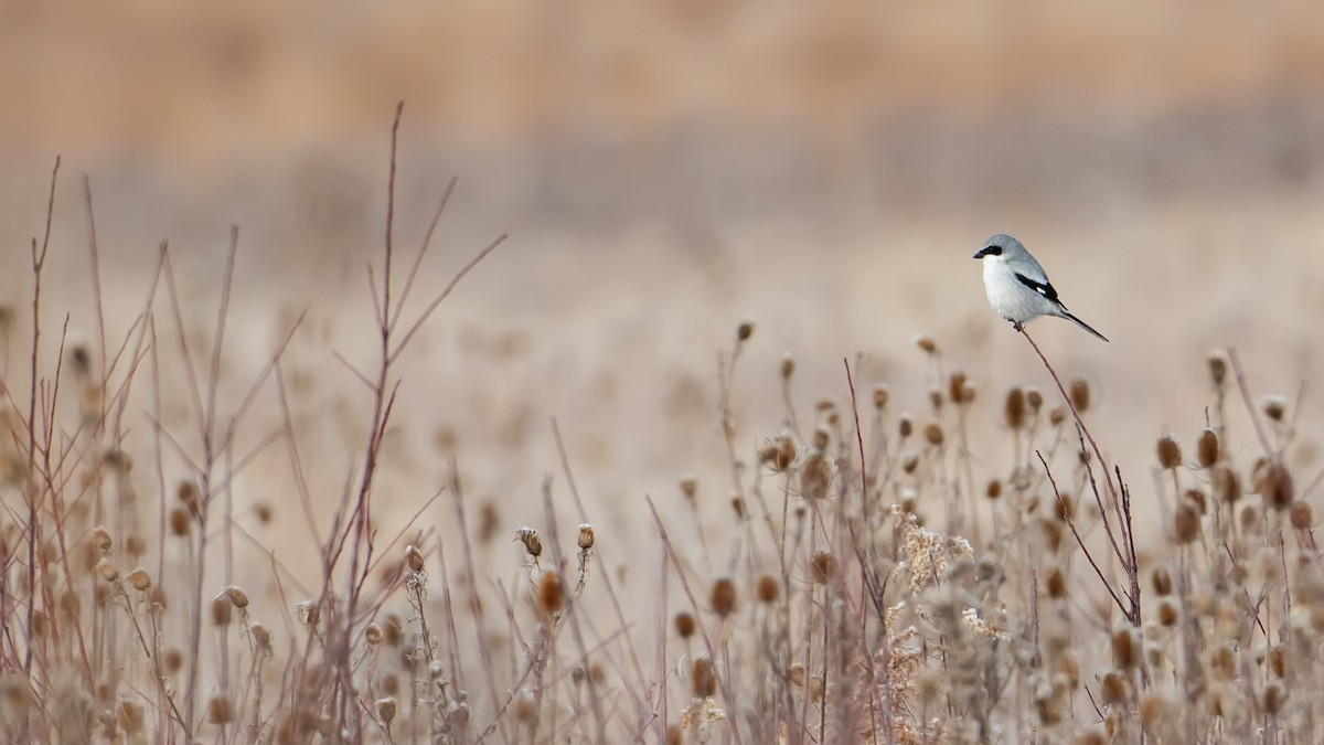 Loggerhead Shrike - Matthew Zeitler