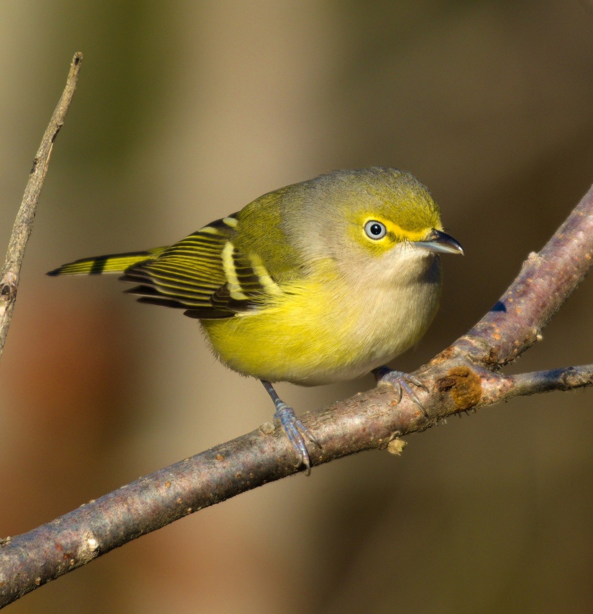 Ak Gözlü Vireo - ML611673768