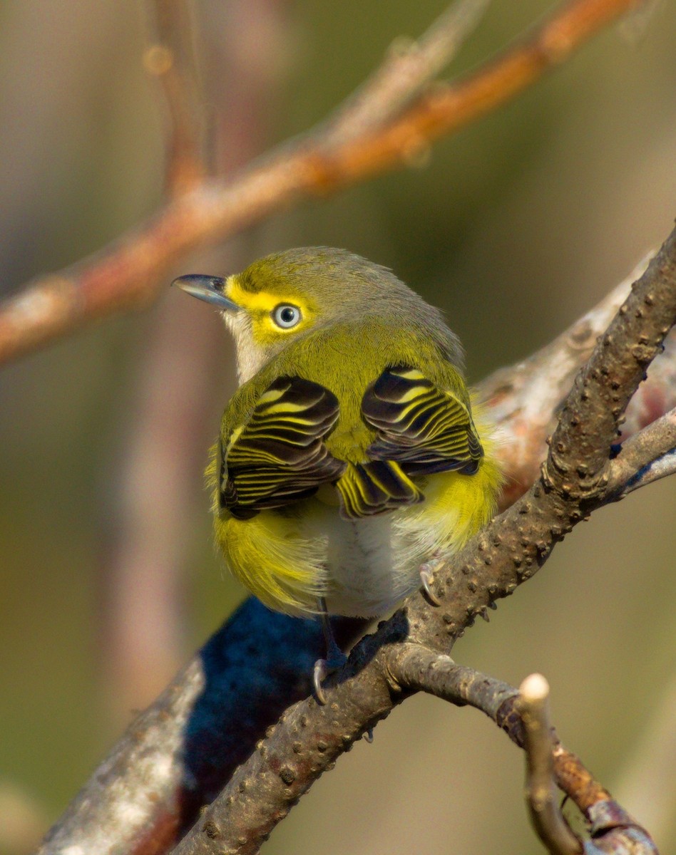 White-eyed Vireo - Marco Vachon