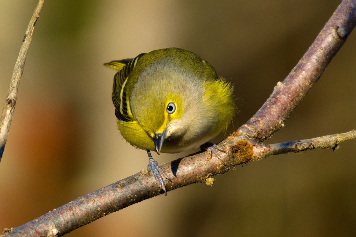 Ak Gözlü Vireo - ML611673770