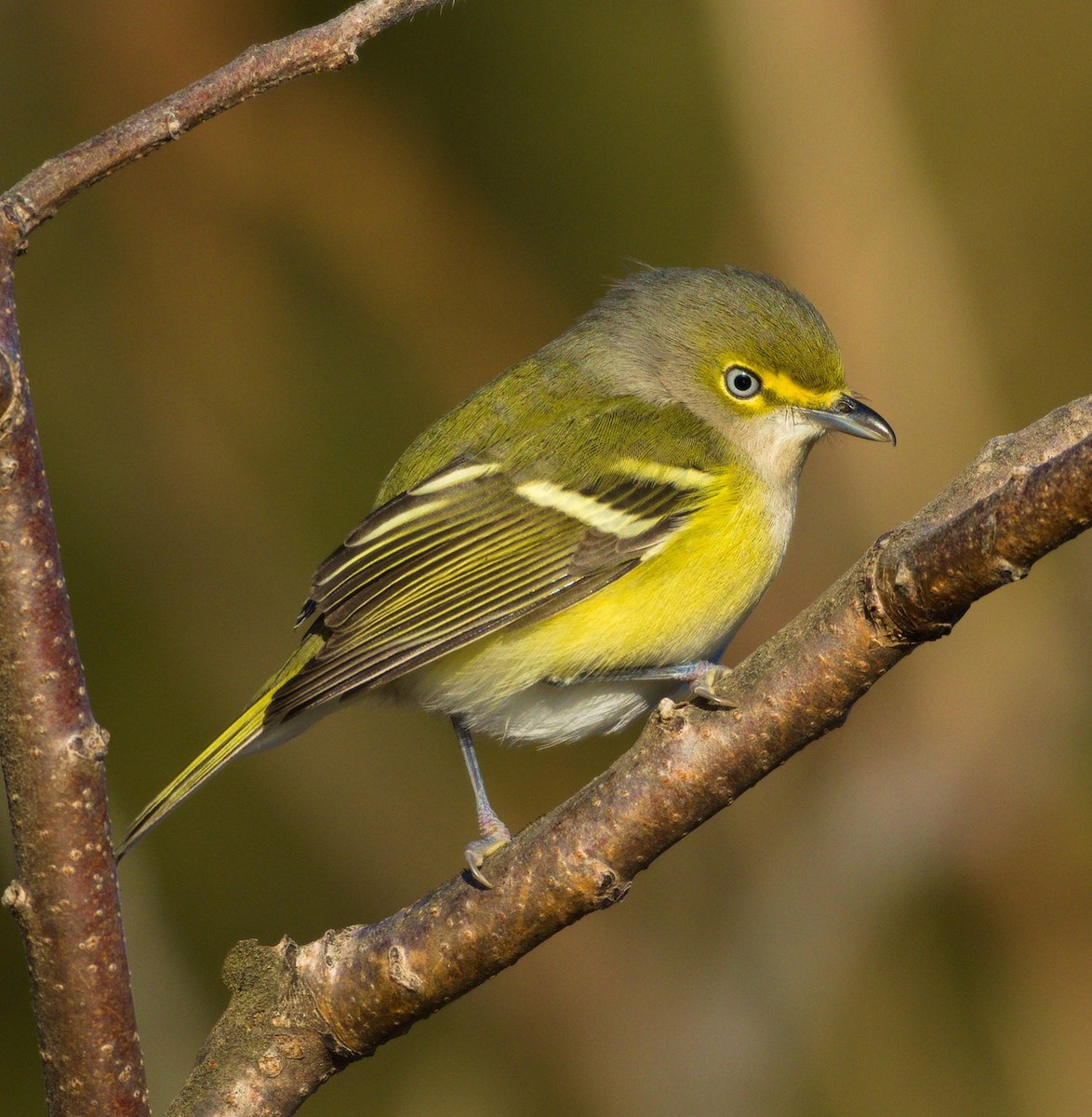 Ak Gözlü Vireo - ML611673771