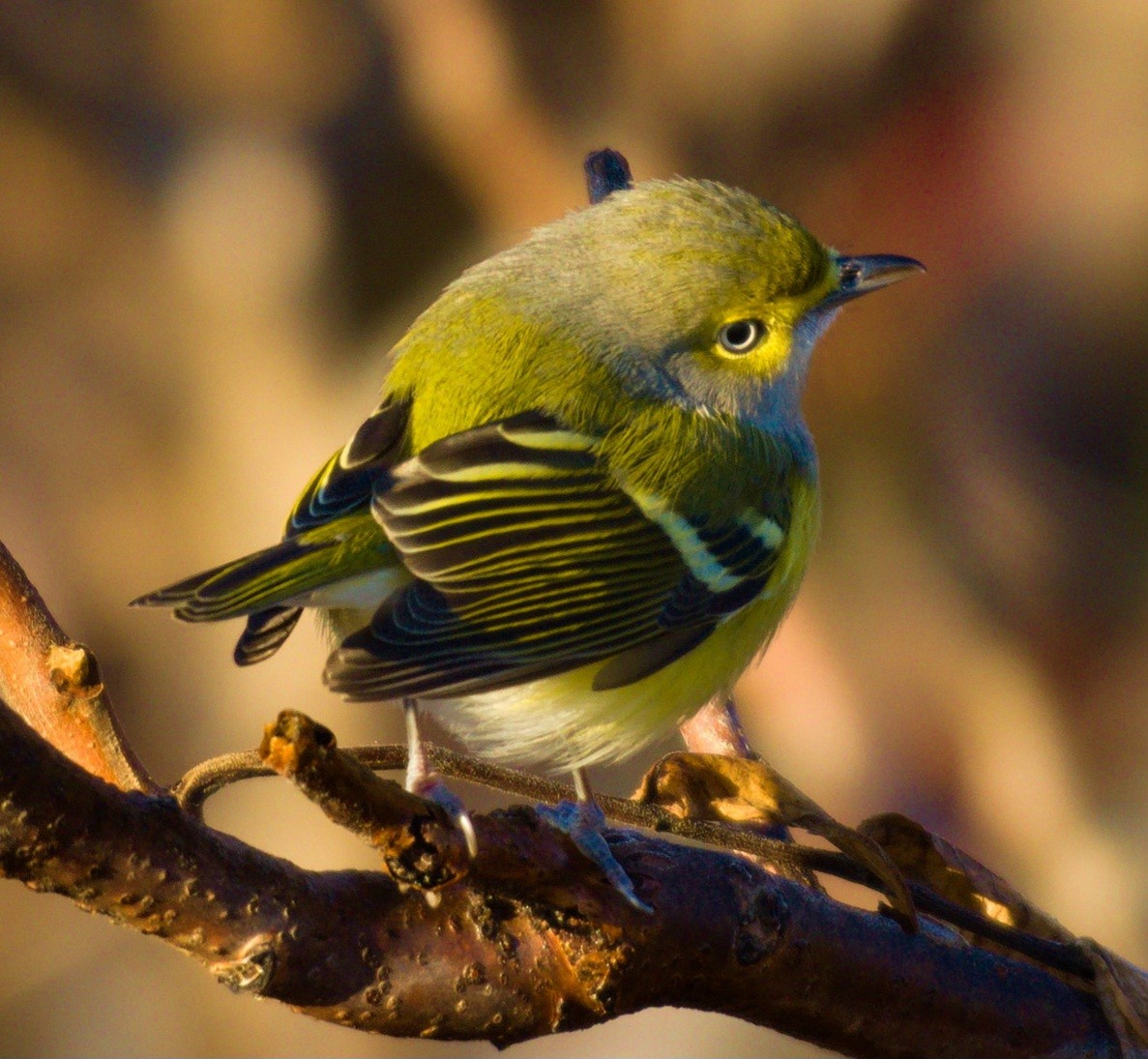 Ak Gözlü Vireo - ML611673772