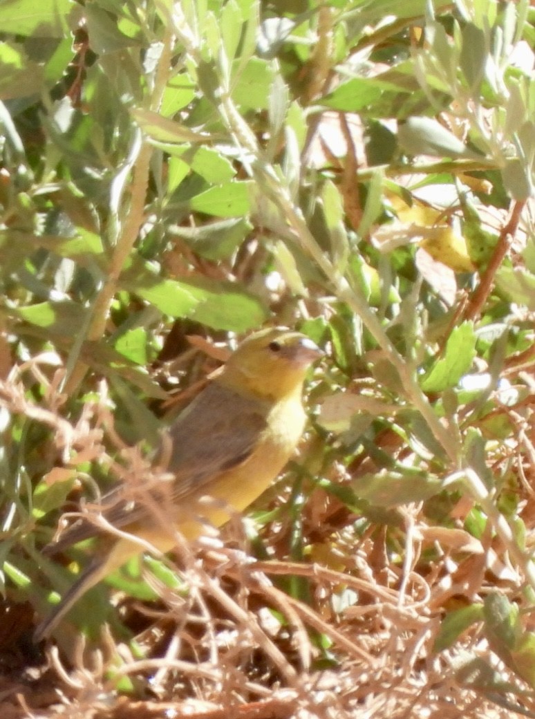 Greenish Yellow-Finch - ML611673776