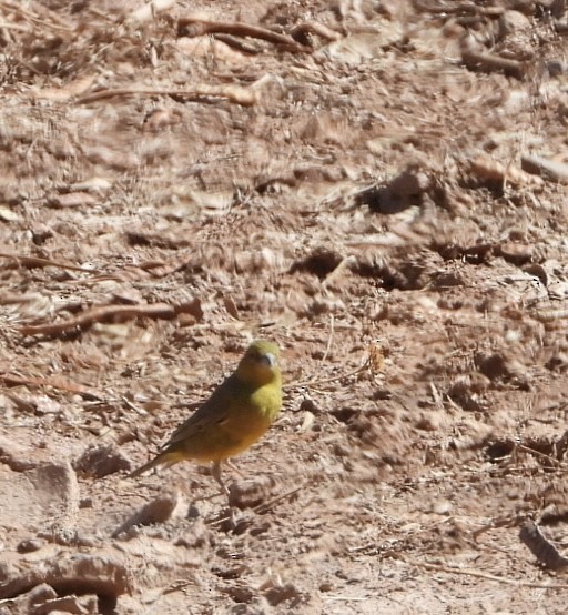 Greenish Yellow-Finch - ML611673777