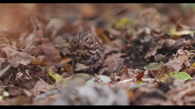 Fox Sparrow (Red) - ML611673783