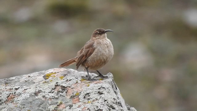 Buff-breasted Earthcreeper - ML611673878