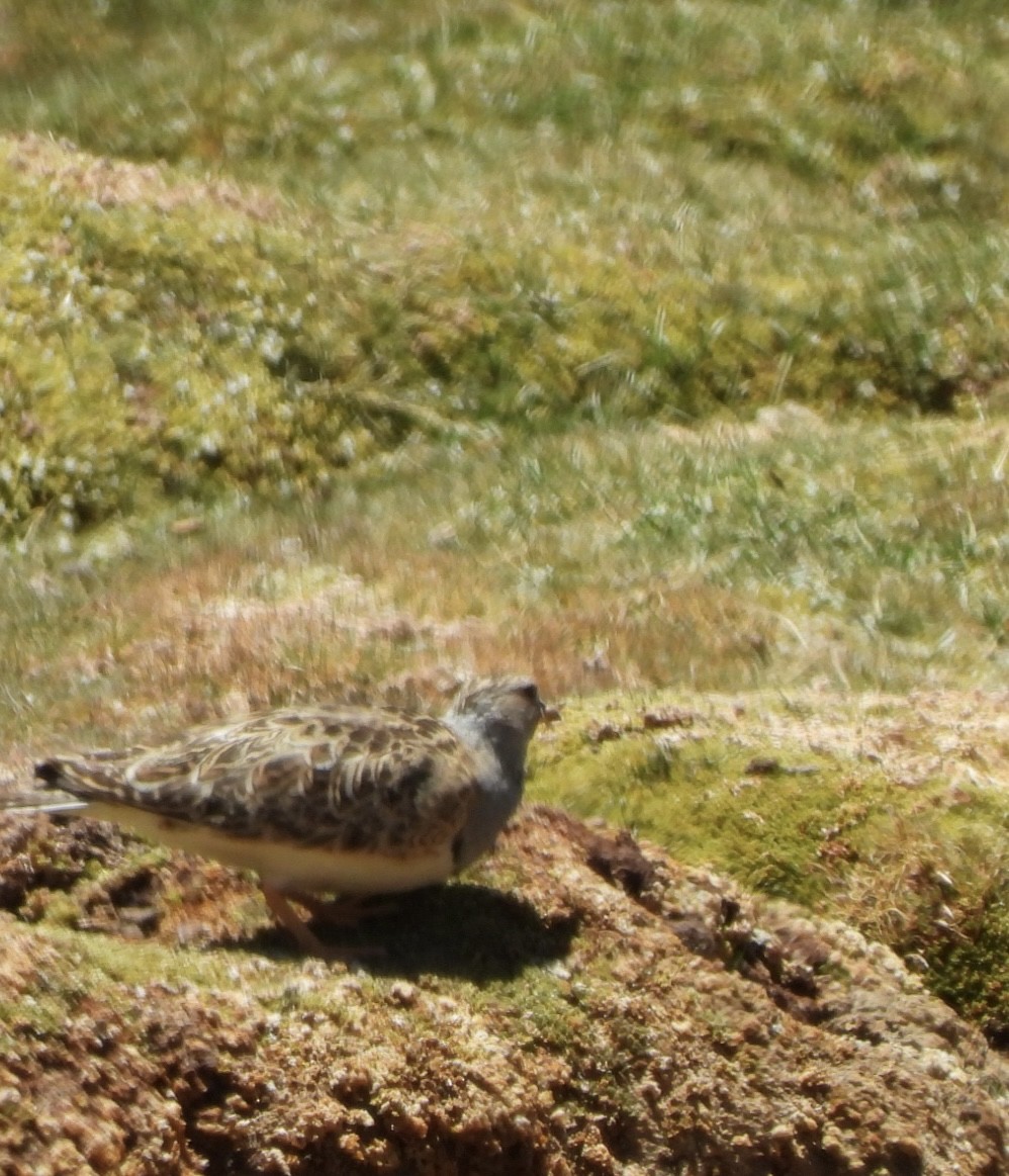 Gray-breasted Seedsnipe - ML611673884