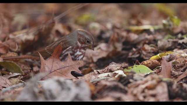 Fox Sparrow (Red) - ML611673940