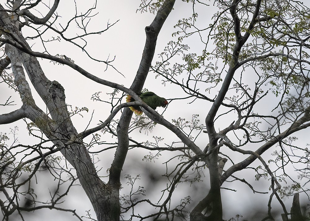 Red-browed Parrot - ML611673961