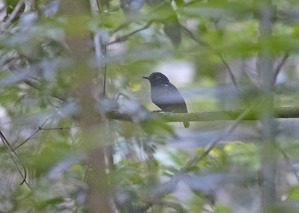 Plumbeous Antvireo - ML611673963