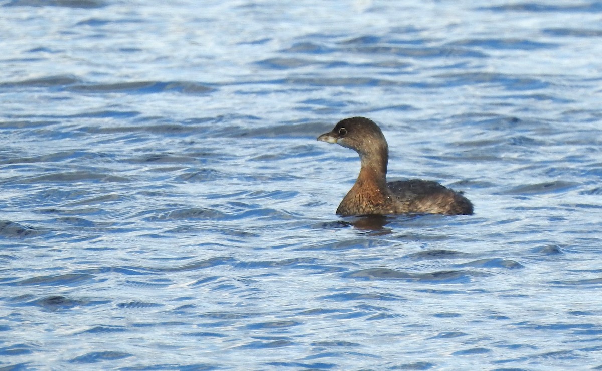 Pied-billed Grebe - ML611673981