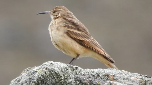 Slender-billed Miner - ML611673985