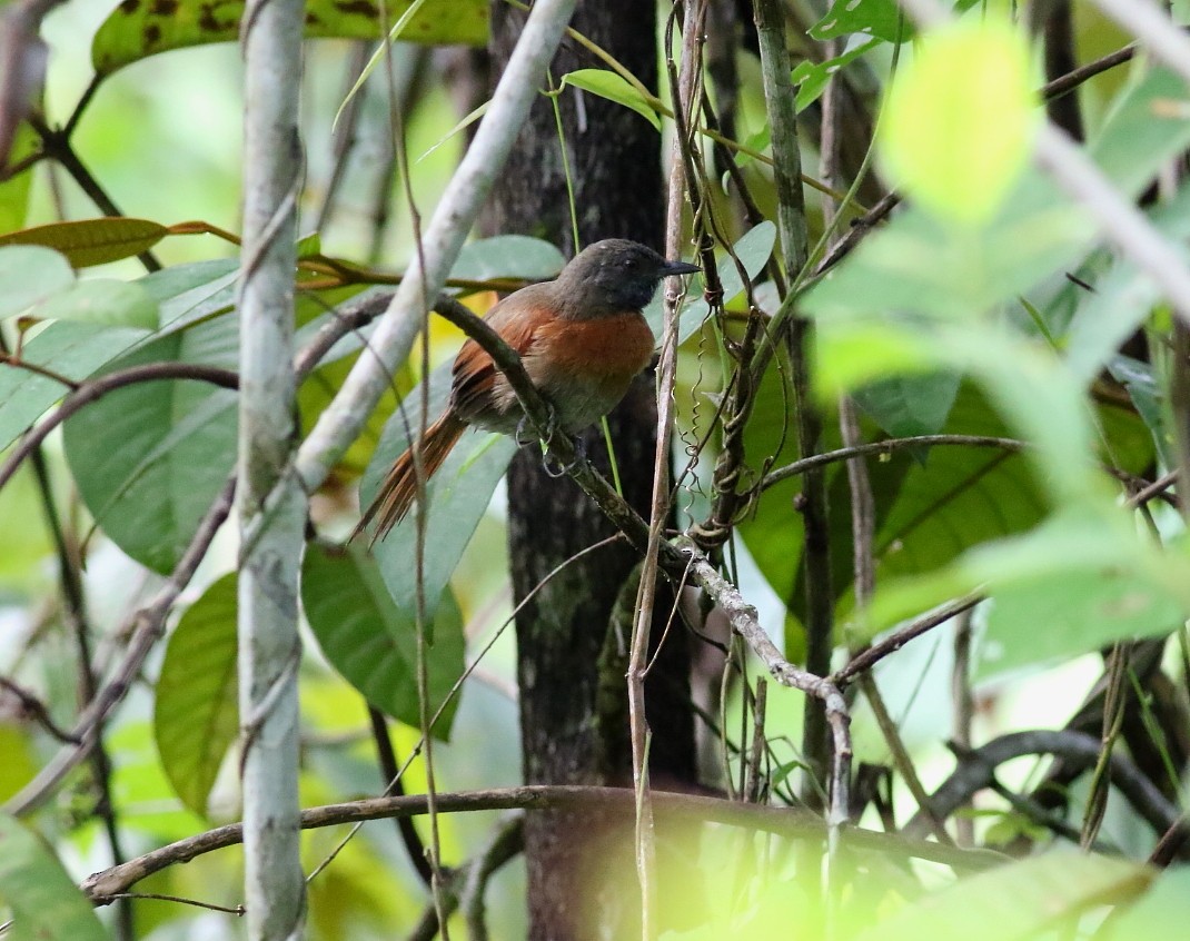 Rufous-breasted Spinetail - ML611674072