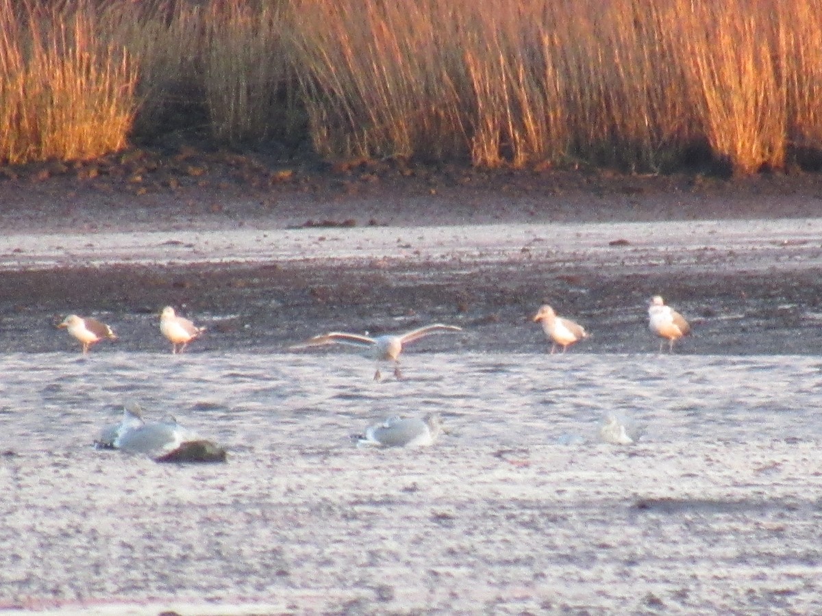 Lesser Black-backed Gull - John Coyle