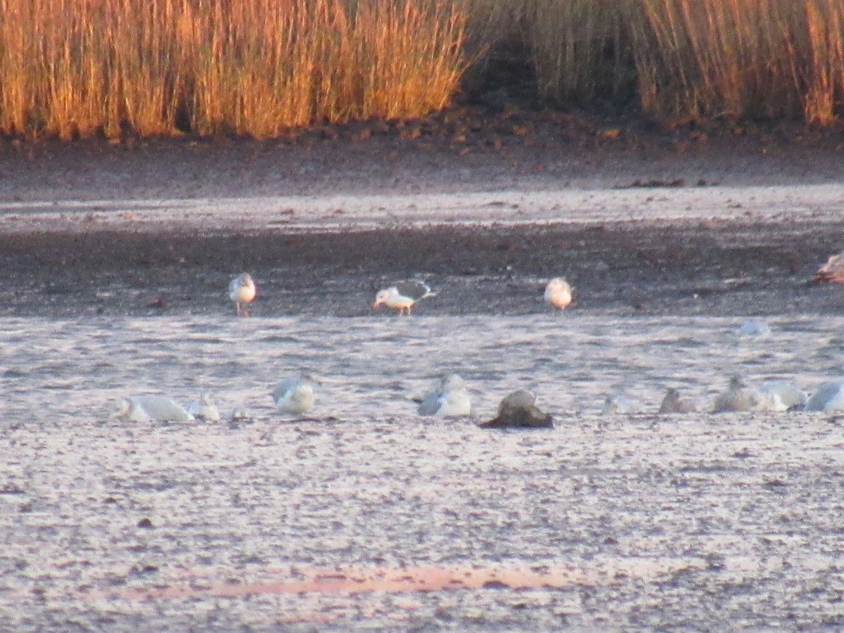 Lesser Black-backed Gull - ML611674165