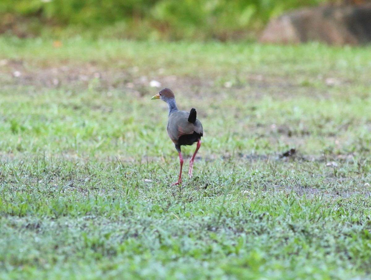 Russet-naped Wood-Rail - ML611674207