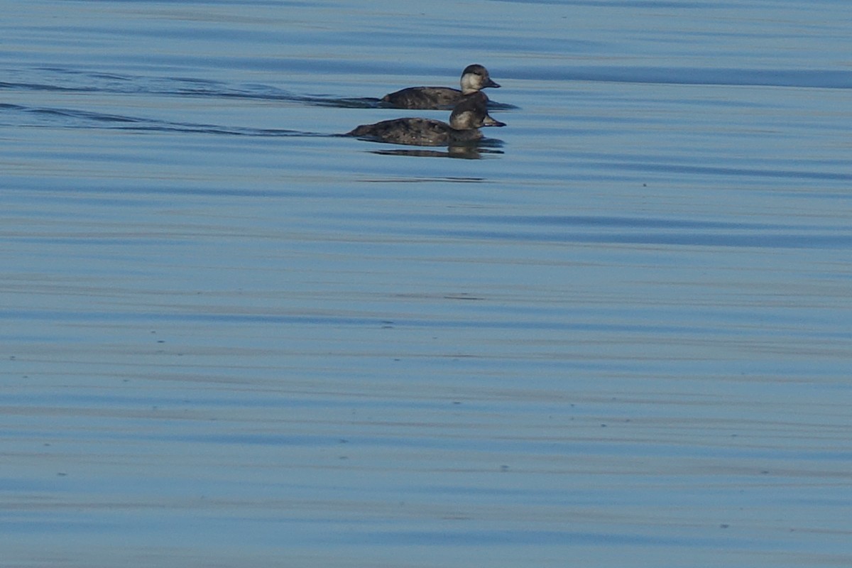 Black Scoter - Francis Fekel