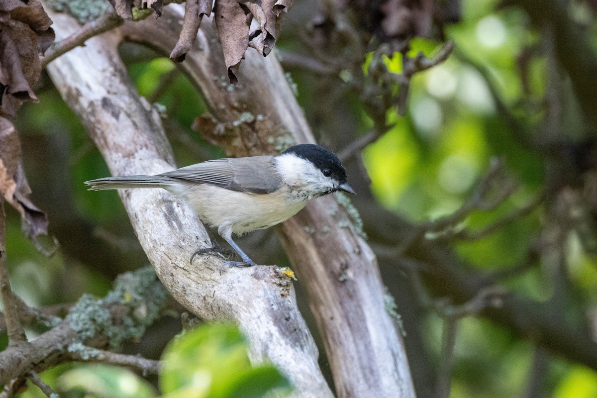 Marsh Tit - ML611674269