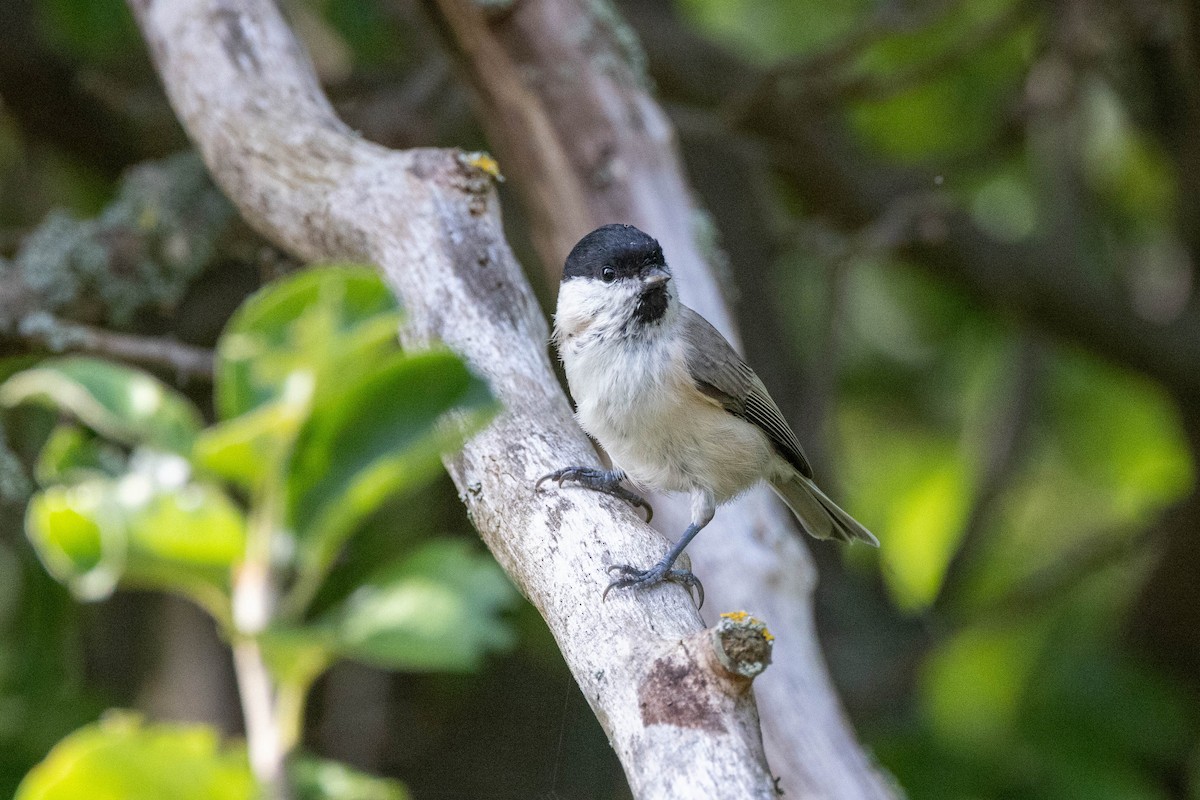 Marsh Tit - ML611674272