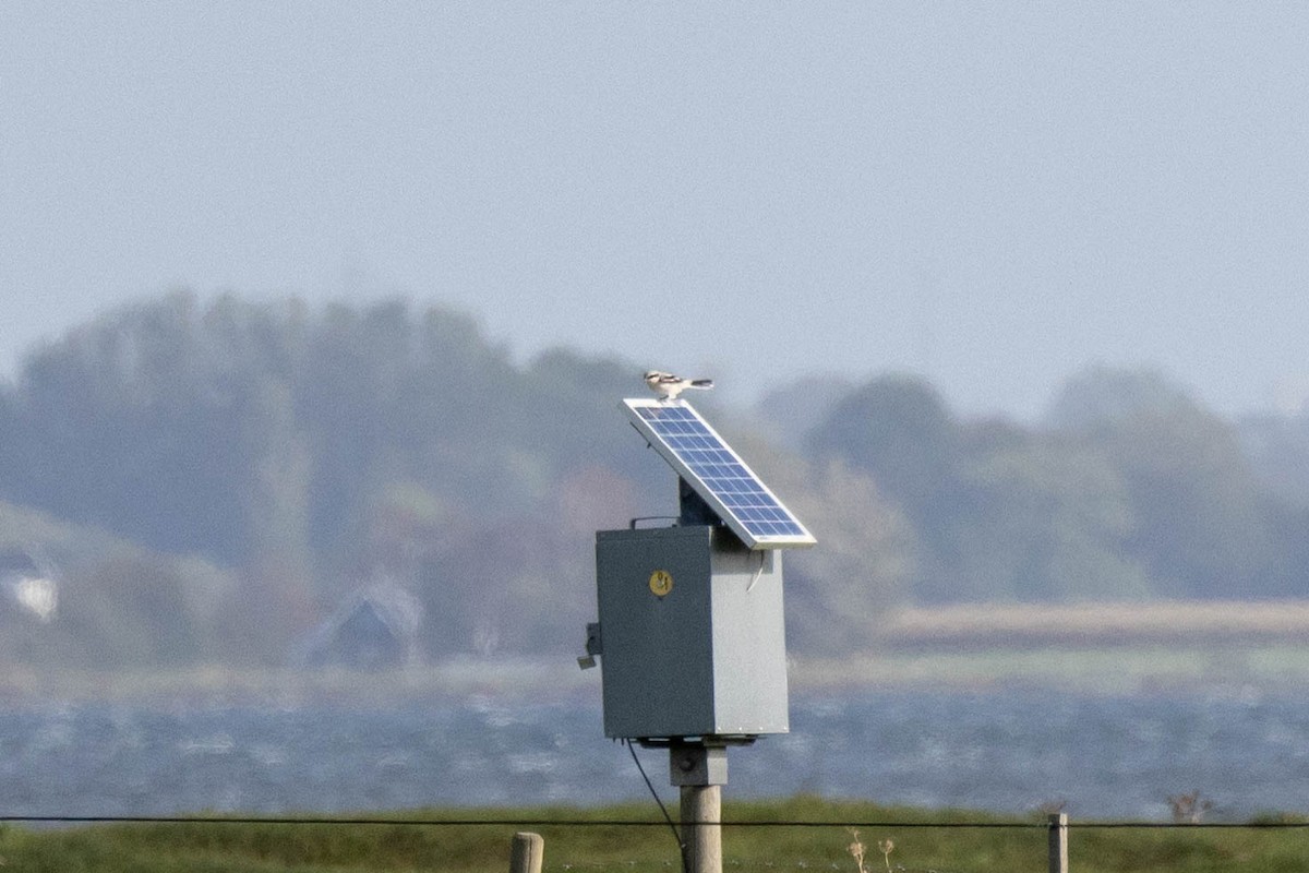 Great Gray Shrike - ML611674284