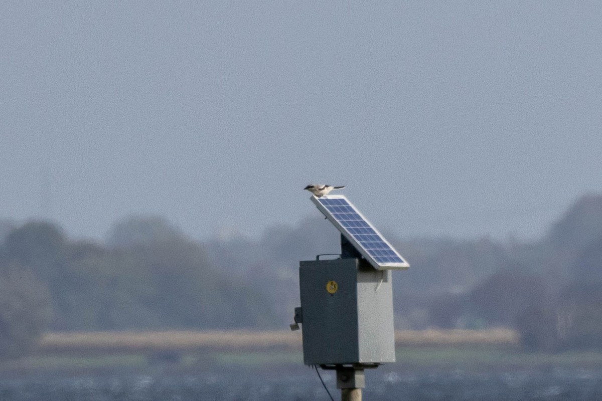 Great Gray Shrike - ML611674285