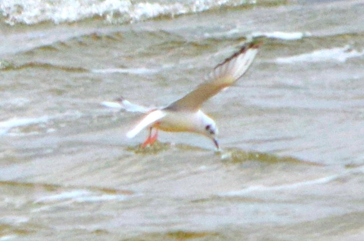 Bonaparte's Gull - ML611674291