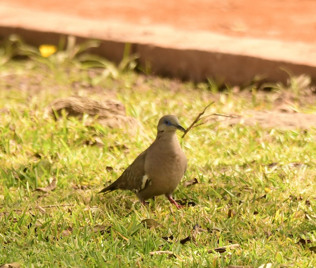 West Peruvian Dove - ML611674299