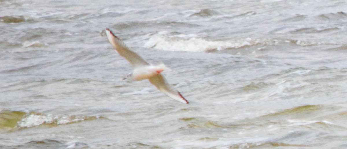 Bonaparte's Gull - ML611674302
