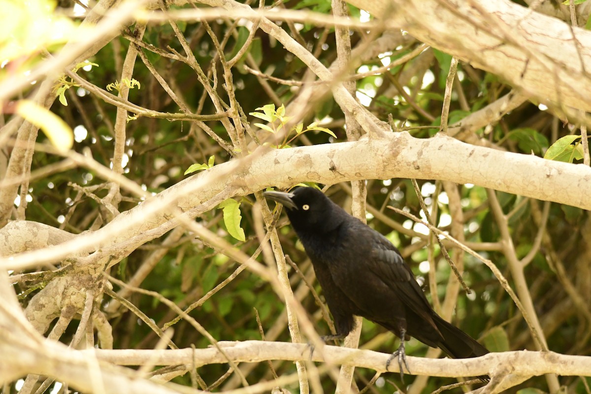 Great-tailed Grackle - ML611674312