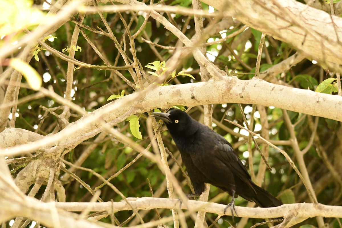 Great-tailed Grackle - ML611674318