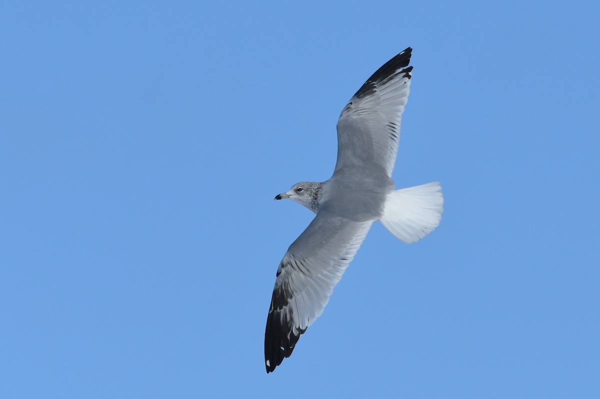 Ring-billed Gull - Kiah R. Jasper